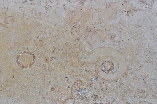 View from above of single slab of Jura Beige Limestone showing markings and embedded shells