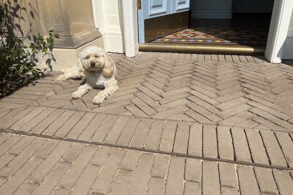 Curly-haired dog lies on Aldridge clay paving laid in herringbone pattern and edged with soldier courses in front of open door.***Designed by Mags Wright Garden Design | Built by Creating Eden, www.creatingeden.co.uk
