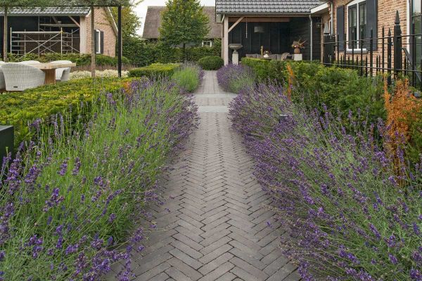Path of Carbona Dutch clay pavers laid herringbone runs between long beds of flowering lavender towards pergola with tiled roof.***