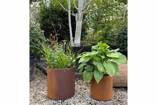 2 metal planters in Corten steel, planted by Form Plants, sit on gravel in front of large tree trunk and birch in airpot.***Image displaying 300x300 & 400x400mm Cylinder Planter. Plants by Form Plants. 