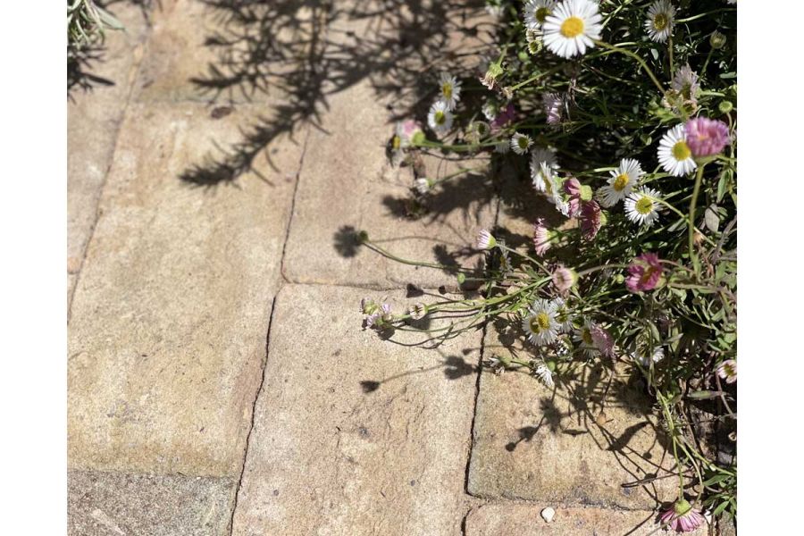 Close view of Erigeron casting shadow onto London Mixture clay paver with sanded joints. Design by Alan Williams. Built by Landform.
