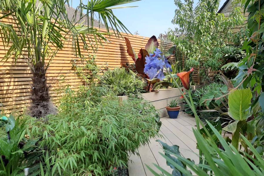 Verdant garden laid with Amber composite decking boards. Slatted fence behind a raised bed faced with matching DesignBoard.