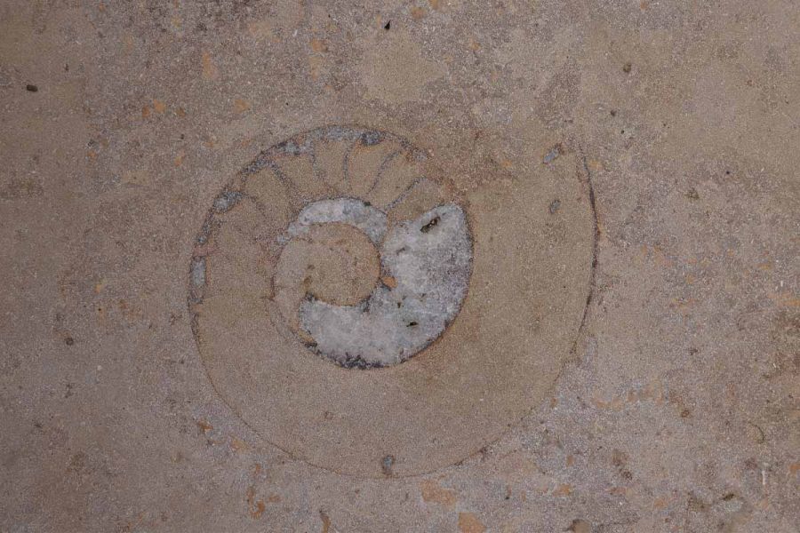 Detailed close-up capturing the exquisite fossil embedded in the Jura Beige limestone paving. By Anna Butterfield.