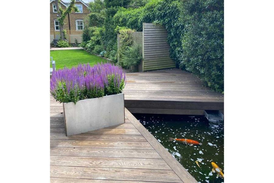 Antique Oak Millboard Decking edges pool with goldfish. Hedging runs down side of lawn towards house. Design by Shoots and Leaves.