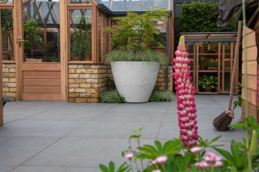 Japanese maple in white pot sits on Anthractie Porcelain patio slabs against brick and wood glasshouse. Lupin in foreground.