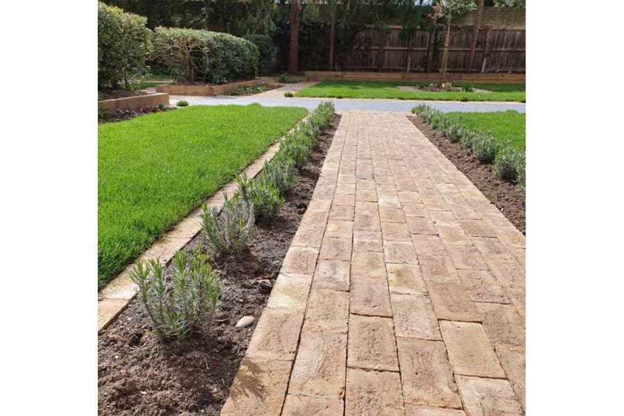 Path of London Mixture Clay Pavers runs between narrow beds with lavender plants. Single brick mowing strip between beds and lawn.