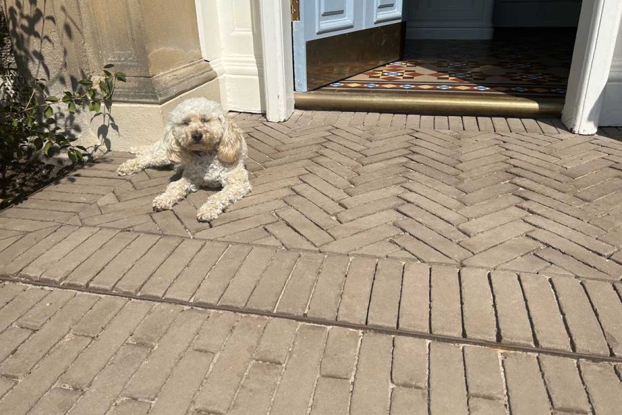 Curly-haired dog lies on Aldridge clay paving laid in herringbone pattern and edged with soldier courses in front of open door.