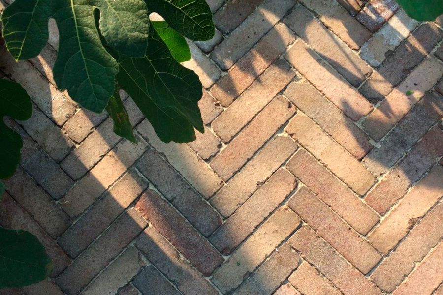 Large fig leaf hangs over dappled paving of Bexhill clay bricks laid in herringbone pattern with sanded joints.