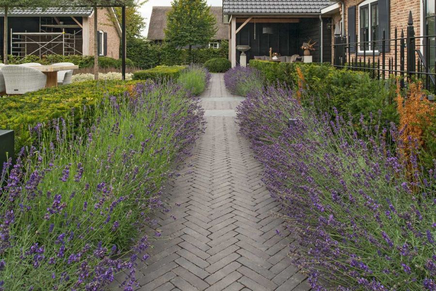 Path of Carbona Dutch clay pavers laid herringbone runs between long beds of flowering lavender towards pergola with tiled roof.