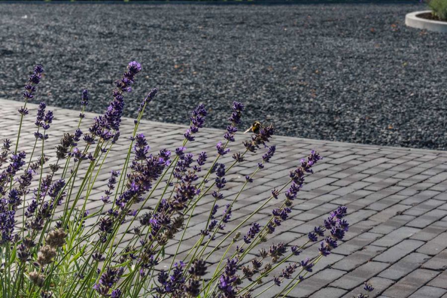 Wide paved area of Carbona Dutch clay paving lies behind blooming lavender plant in foreground. Free UK delivery available.