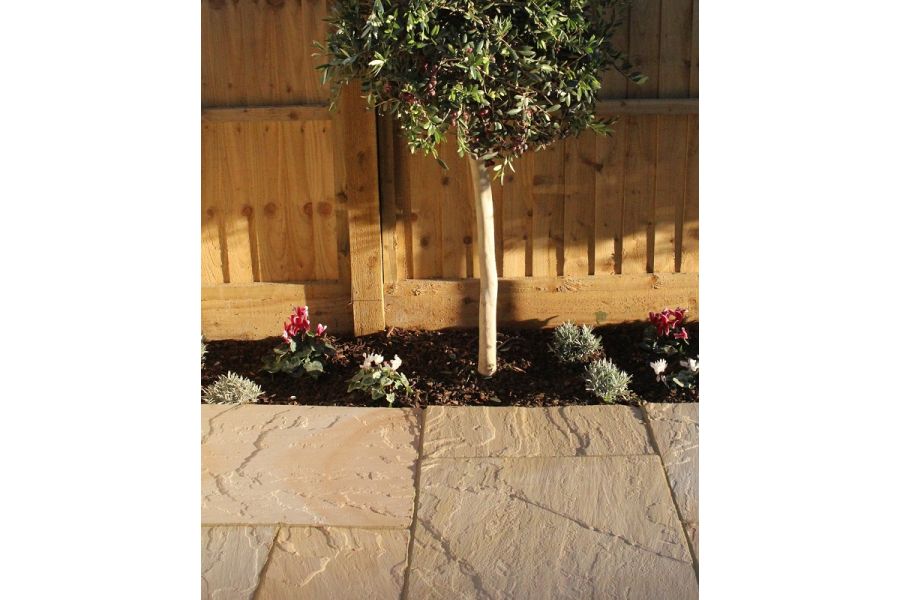 Small olive tree in narrow border between fence and Camel Dust Indian sandstone paving which shows riven surface.