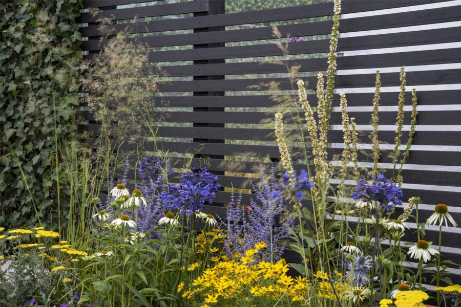 Airy blue and yellow-flowering plants in front of screening of Dark Ash composite battens. Design by Lynn Cordall.