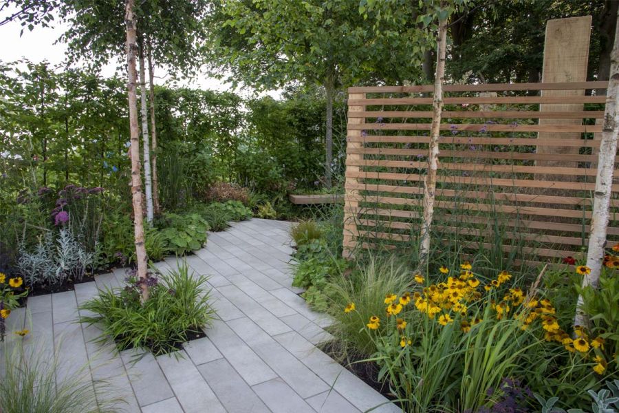 Wide path of Cream Porcelain Patio Tiles between beds with rich planting and silver birches, bordered by hedge and slatted fencing.