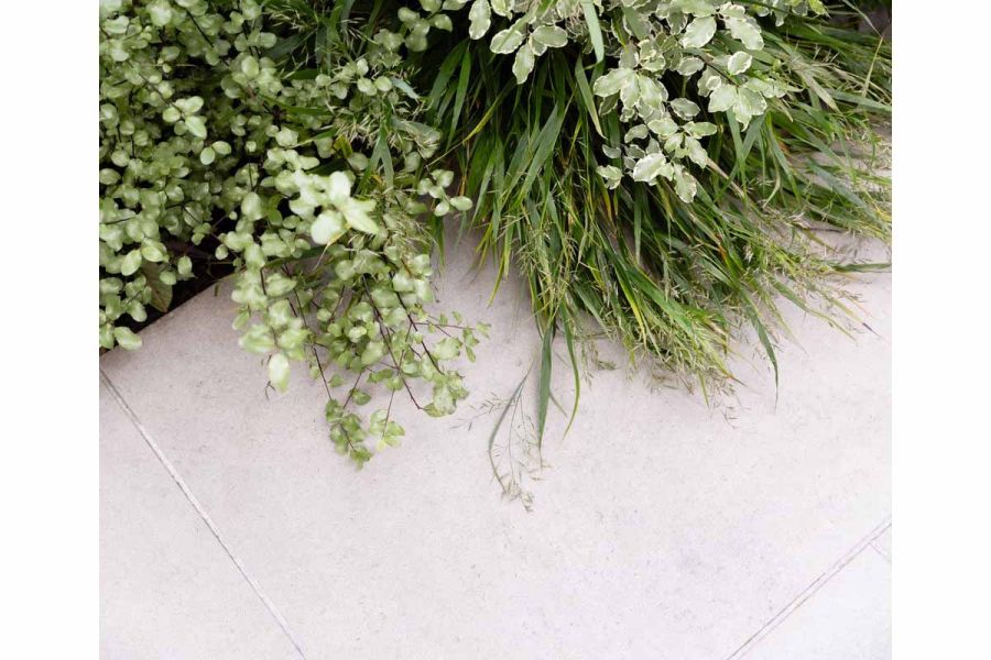 Close up shot showing Florence Grey Porcelain Paving with overgrown green plants creeping over the patio stones.