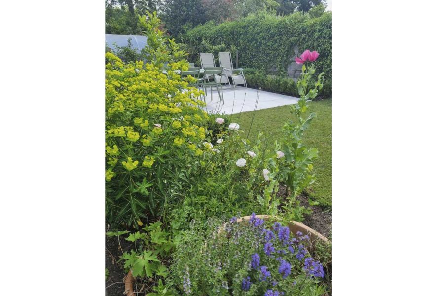 View through planting of bugle, roses and euphorbia, over lawn to 2 garden recliners sitting on Florence white porcelain paving.