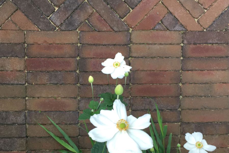 White autumn anemones against Bexhill clay pavers laid in contrasting areas of stack bond and herringbone paving patterns.