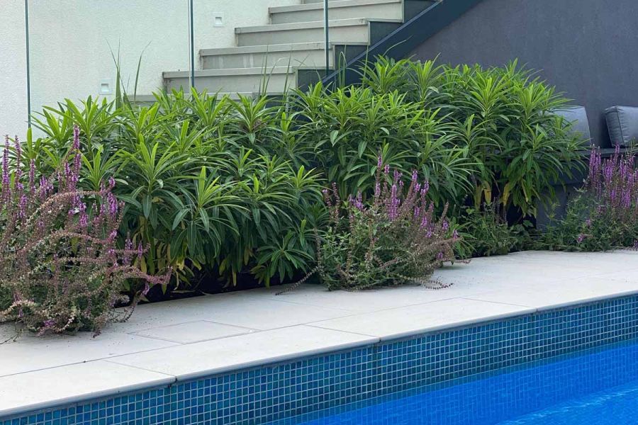 poolside close up shot shows off lush planting with pops of purple, yard 1200x1200 porcelain paving.