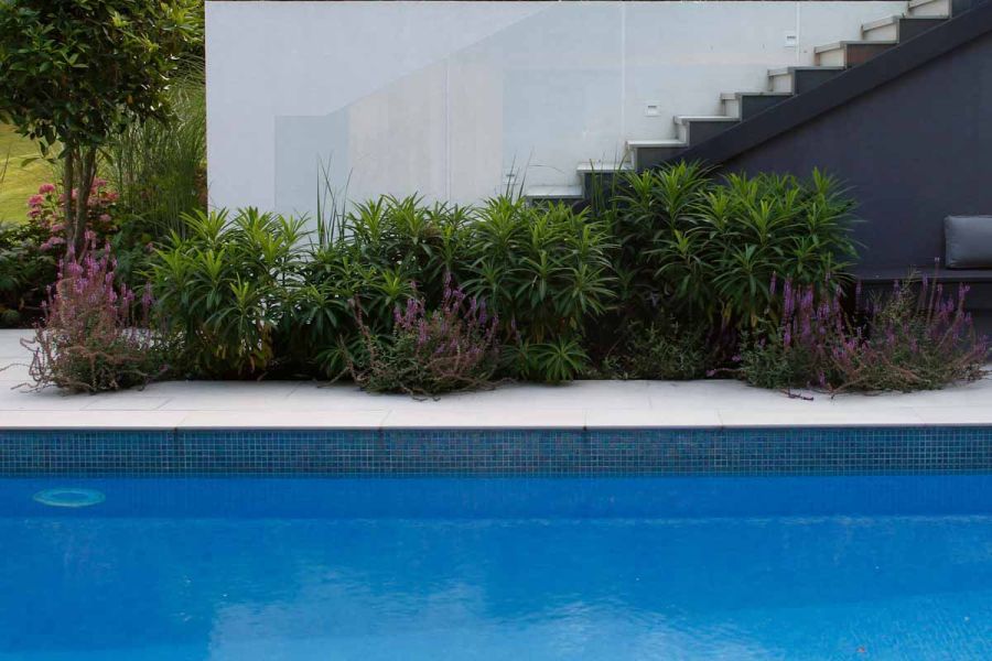 Poolside view of Yard 1200x1200 Porcelain Paving, with green and purple plants. Stairs in the background leading up the side of a white clad house.