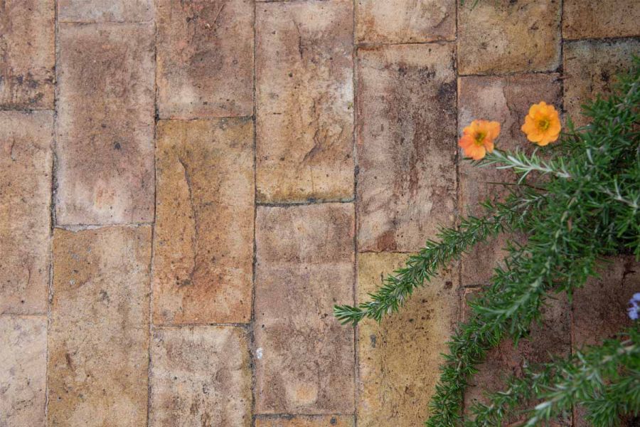 Close-up of 2 calendula flowers and rosemary branches against London Mixture Clay Paver Bricks laid close together without mortar.