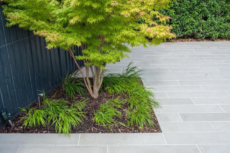Japanese Maple in trapezoid bed set into Beige smooth sandstone plank paving next to black- painted fence. Design by Simon Orchard.