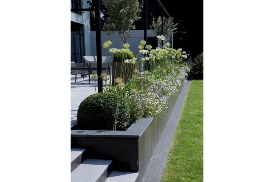 Long retaining bed edges patio, filled with airy planting and clipped balls, faced with Steel Dark porcelain external cladding.