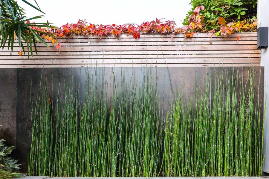 Steel Dark Luxury DesignClad feature wall positioned in front of cedar fence panels, visible at the top, featuring horsetail planting.