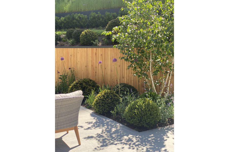Steel Grey porcelain paving bordered by a low level flower bed planted with buxus balls and multi stem Silver Birch tree.