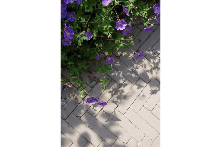 Purple-flowered geranium casts shadows onto stone grey brick pavers laid herringbone pattern. Design by Amelia Bouquet.