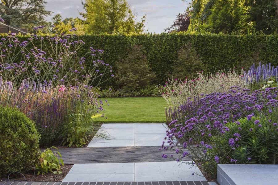 Versilia Porcelain path, 2 slabs wide, intersected by clay paver path, perennial planting on either side, lawn and hedge ahead.
