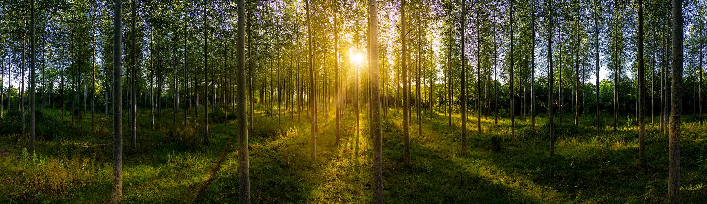 Slow moving view of pine woodland with sunset shining through trunks.