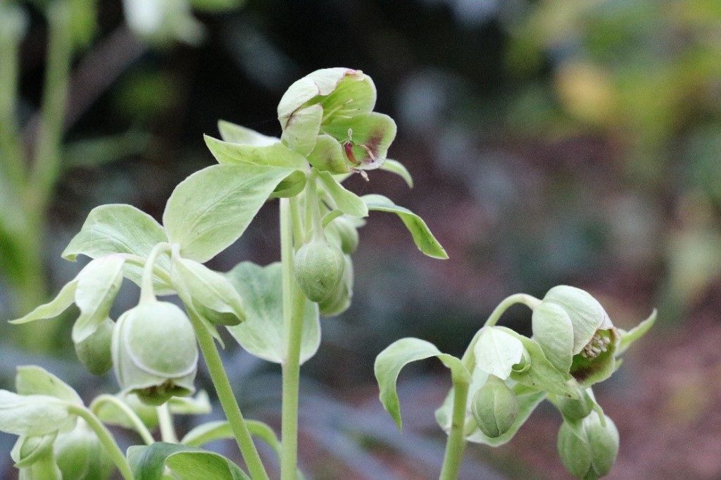 1. Helleborus foetidus