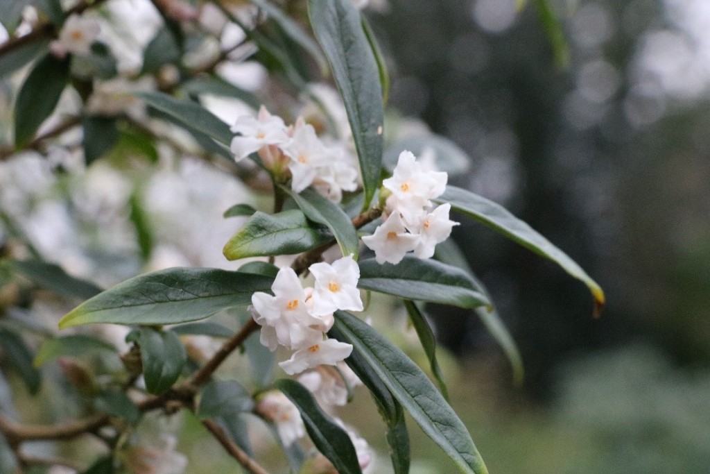 2. Daphne bholua ‘Alba’