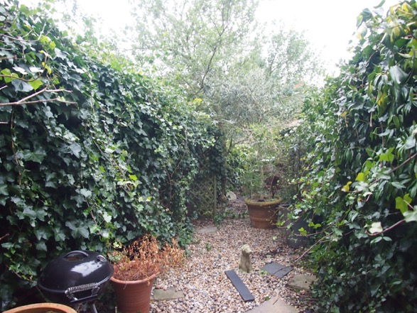 Narrow, gravelled garden sloping up to far end, ivy on all fences
