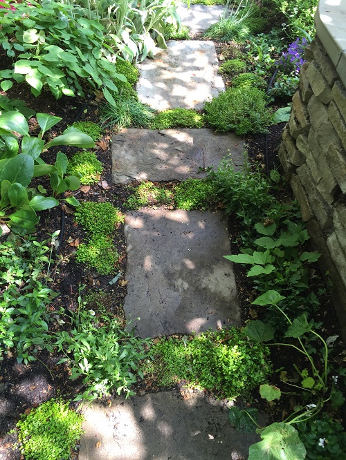 Reclaimed Yorkstone flags set into an earth path with Mind-Your-Own-Business growing between them. 