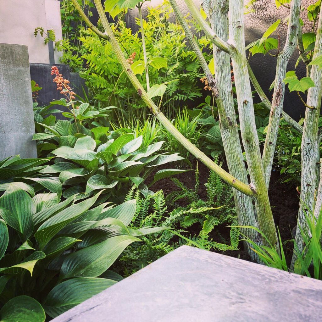 Planting combinations for shady areas in the Skin Deep garden, RHS Chelsea 2018. Image courtesy of Robert Barker.