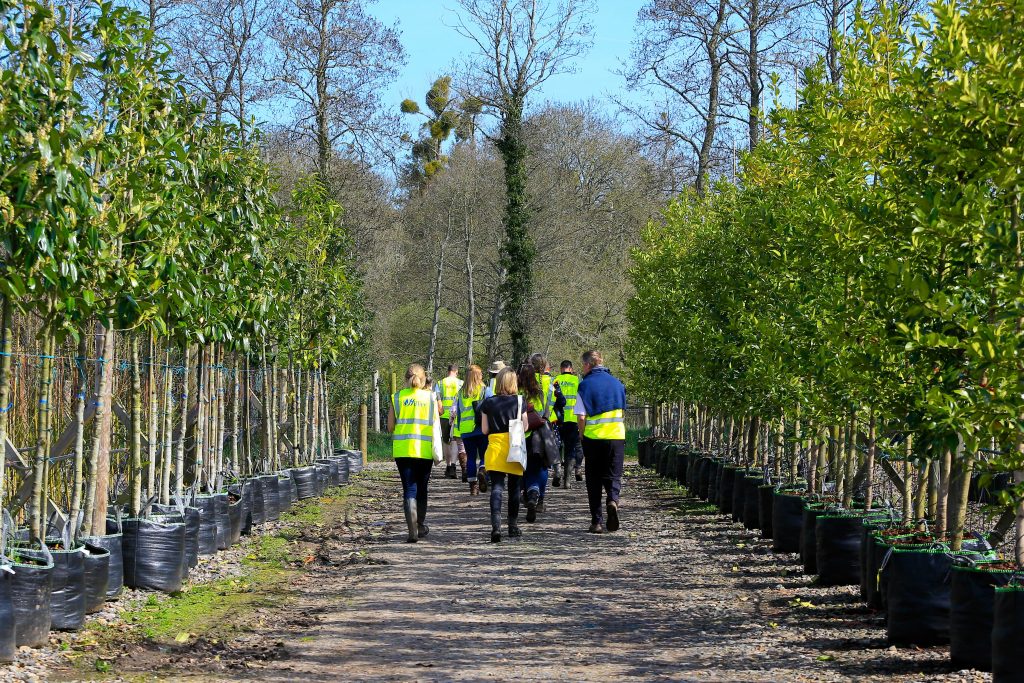 Hillier Nursery London Stone