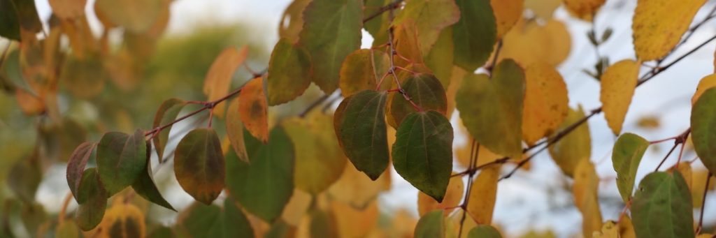 Cericidiphyllum japonicum