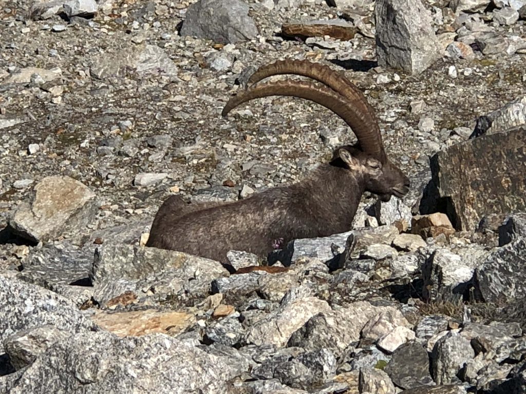 London Stone Gran Paradiso Team Felix Duchenne Ibex