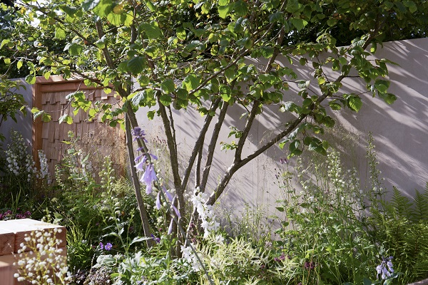 Multi stem tree casts shadows on wall of large panels of Golden Sand porcelain wall cladding behind planted understorey.