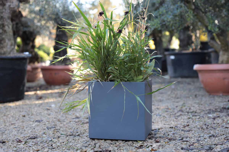 Fibreglass Cube Planter Slate Grey in a garden setting, filled with tall green plants. 