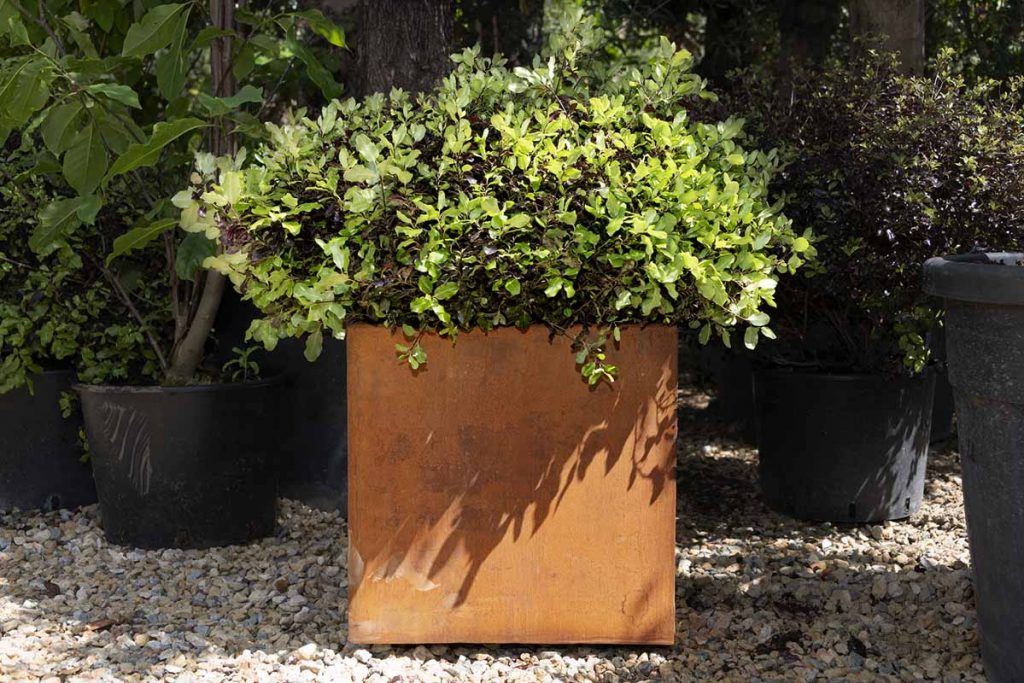 Our Corten Steel Cube Planter is overflowing with a leafy bush in this garden setting.