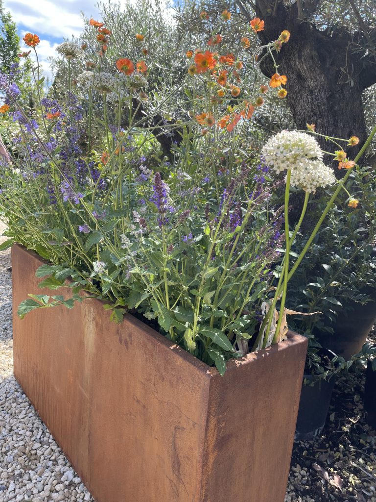 Our Corten Steel Tall Trough Planter is filled with a mixed early summer colour palette of flowers.