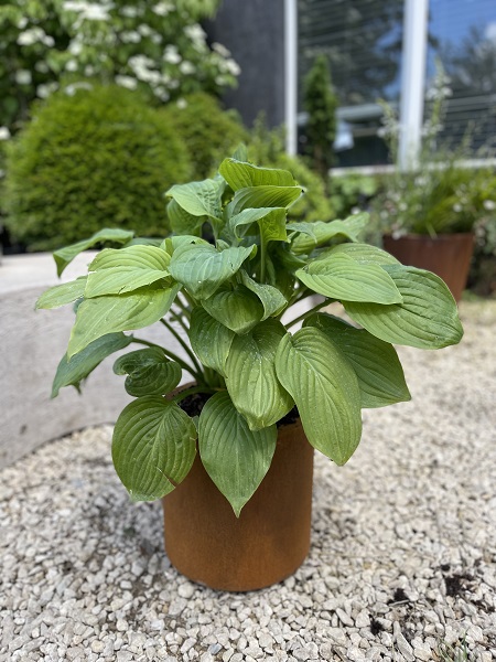 Small round Corten Steel pot with hosta