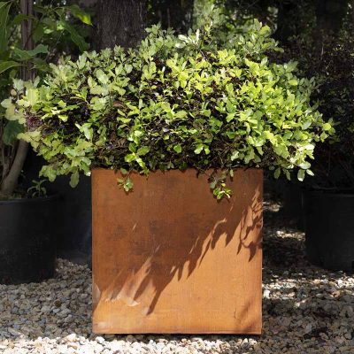Cube-shaped small corten steel planter with bushy plant in top