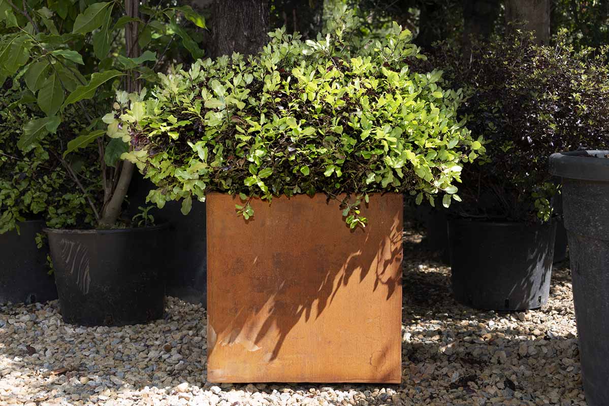 Cube-shaped small corten steel planter with bushy plant in top