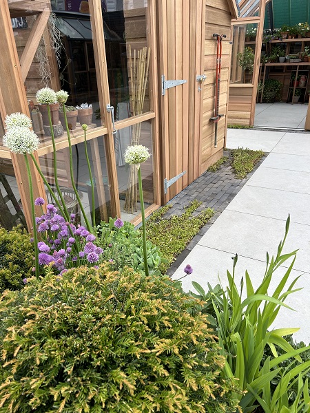 View over planting to Florence Grey porcelain paving and Lucca clay pavers in front of wooden greenhouse. 