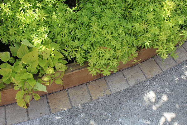 Close view of Antique Cream sandstone setts creating edging to curved gravel path next to planted bed with raised border at RHS Hampton Court 2016. 