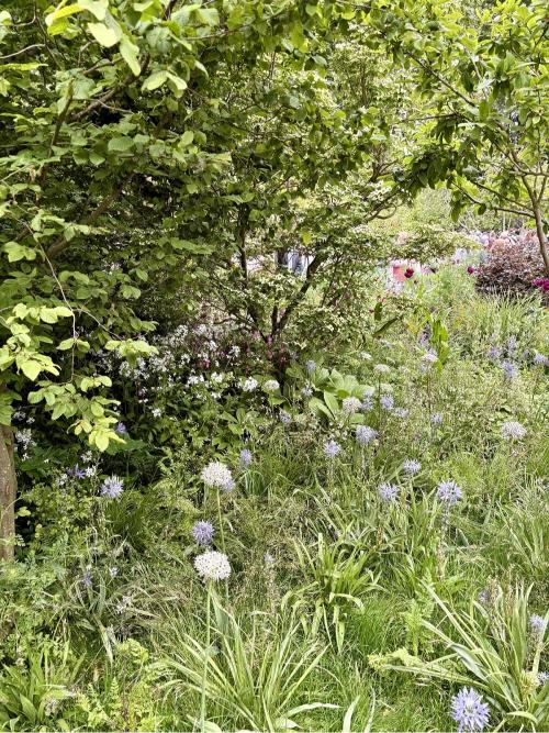 Planted border in RHS and BBC Radio 2 Dog Garden, Chelsea Flower Show 2025