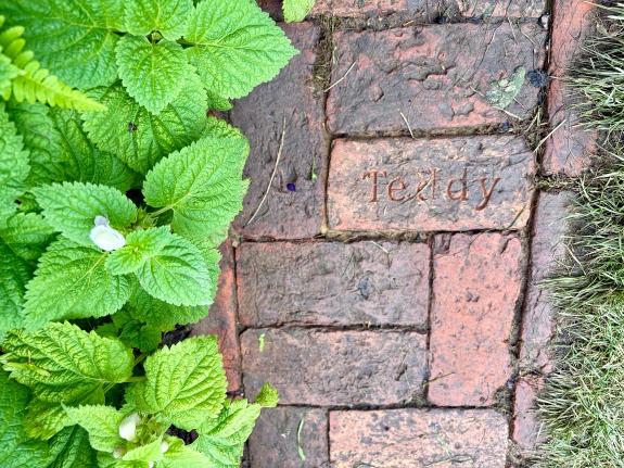 Brick path next to lemon balm plants, one brick engraved with name of Teddy