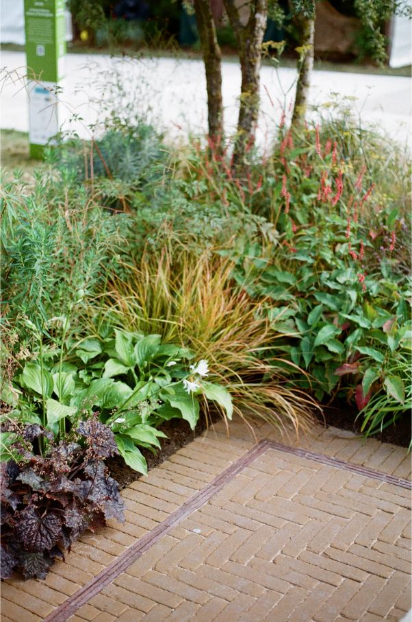 Corner of Golden Buff clay paving, edged with soldier course and deep planted beds.